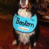 Boston chien visiteur - Copie